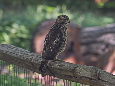 Red-shouldered Hawk(juvi) 1wk1_P7050161.jpg
