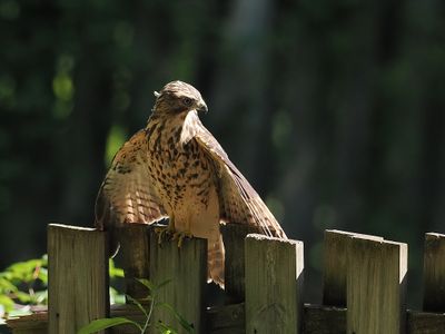 Red-shouldered Hawk(juvi) 2wk1_P7050362.jpg