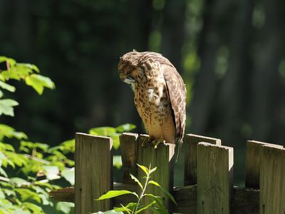 Red-shouldered Hawk Preening (juvi) 3wk1_P7050451.jpg