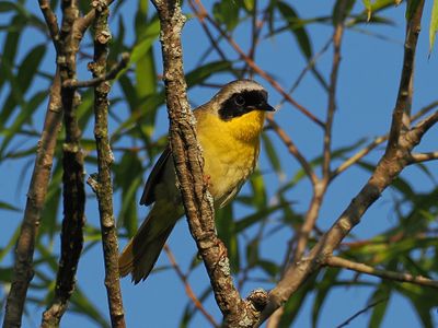 Common Yellowthroat1wk1_P7060822.jpg
