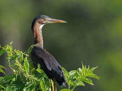 Green Heron 2wk_1P7060907.jpg