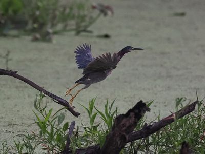 Green Heron Liftoff 1wk1_P7060680.jpg