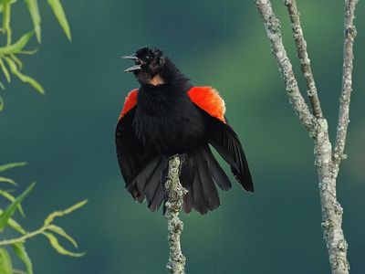 Red-winged Blackbird 1wk1_P7060799.jpg