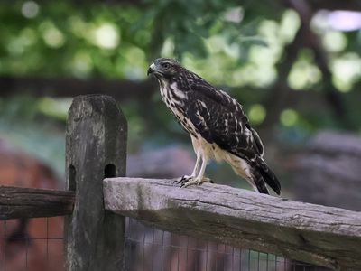 Red-shouldered Hawk (juvi) wk1_P7061071.jpg