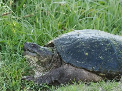 Snapping Turtle 1wk1_P7060845.jpg