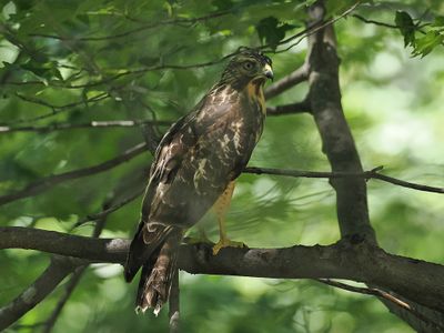 Red-shouldered Hawk(juvi) 6wk1_P7090102.jpg