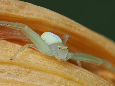 Crab Spider (focus stacked) 1wk1_P7120749.jpg