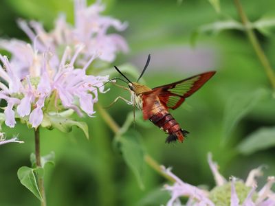 Clearwing Hummingbird Moth 1 wk1_P7130160.jpg