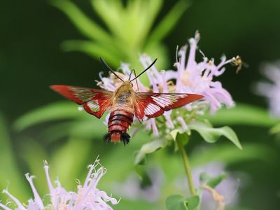 Clearwing Hummingbird Moth 1 wk1_P7130171.jpg
