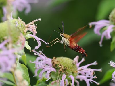 Clearwing Hummingbird Moth 3 wk1_P7130120.jpg