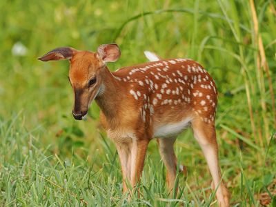 Fawn 1 wk1_P7130081.jpg