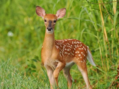 Fawn 2 wk1_P7130078.jpg