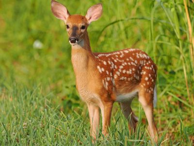 Fawn 3 wk1_P7130090.jpg