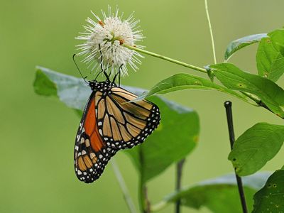 Monarch 1 wk1_P7130182.jpg