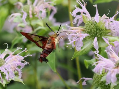 Clearwing Hummingbird Moth 4 wk1_P7130132.jpg