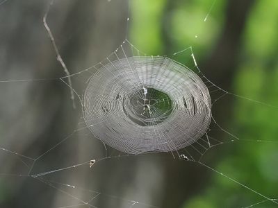Spider Web 1wk_P7130192.jpg