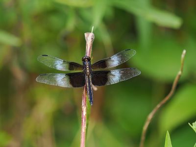 Widow Skimmer 1 wk1_P7130225.jpg