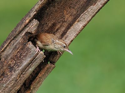 Carolina Wren 1 wk_1P7140306.jpg