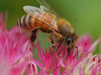 Honey Bee 2 wk1_P9160069.jpg