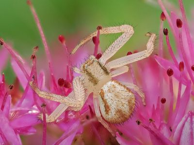 Crab Spider 1 wk1_P9261031.jpg