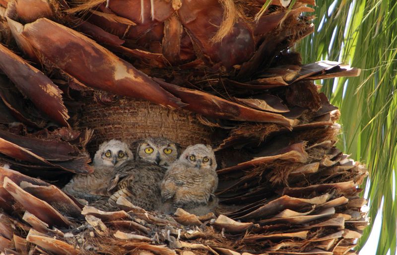 Owls in  Yuma Arizona 