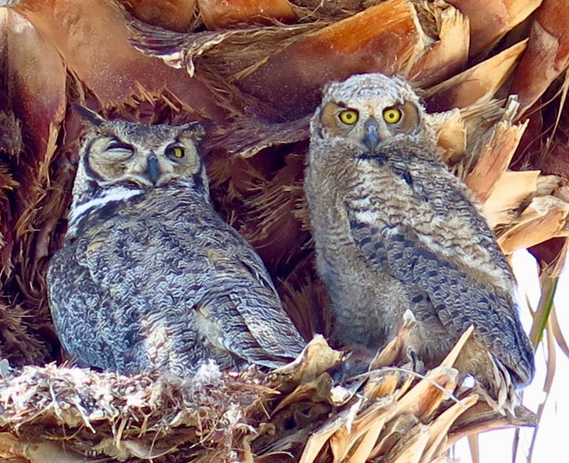 Owls in  Yuma Arizona 