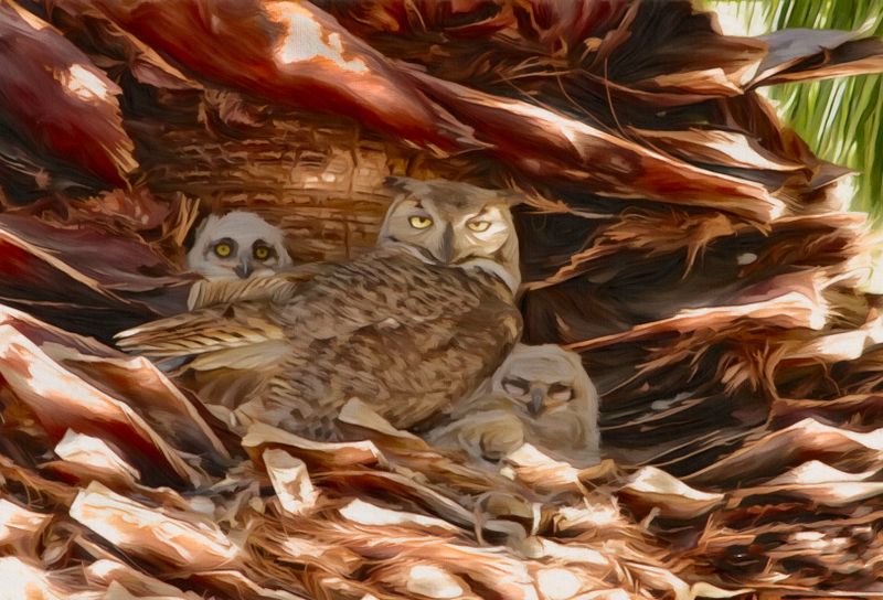 Owls in Yuma