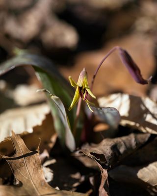 Pictures of Flowers