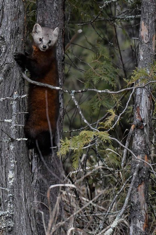 Pine Marten