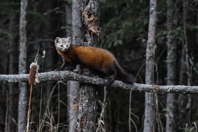 Pine Marten