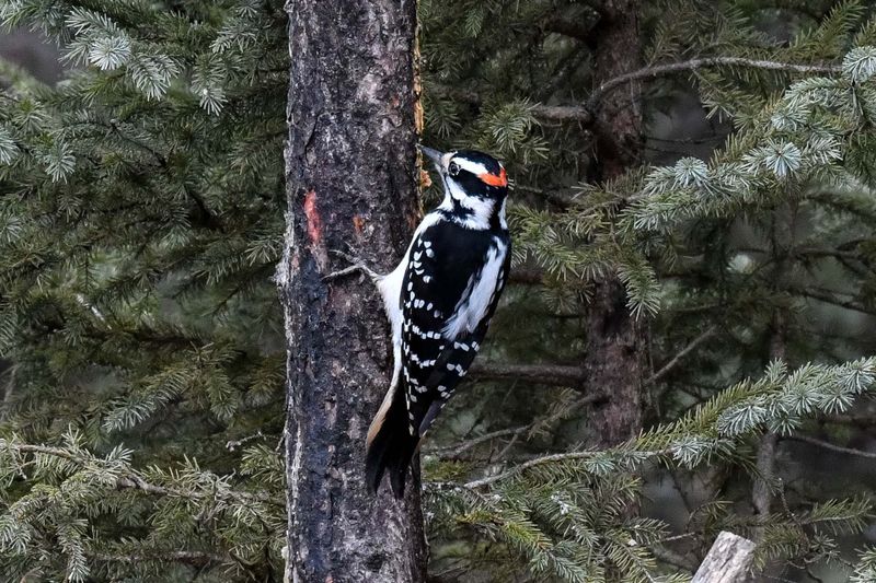 _DSC0708.jpg