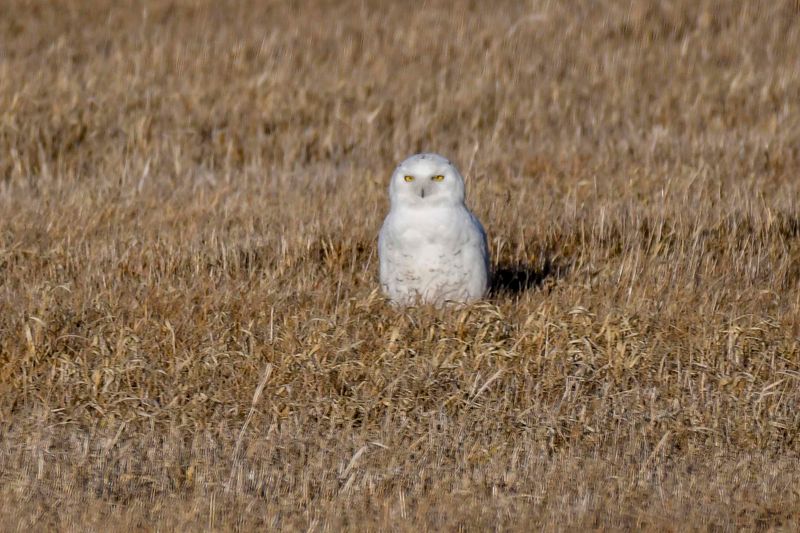 Snowy Owl