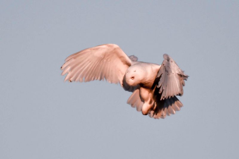 Snowy Owl