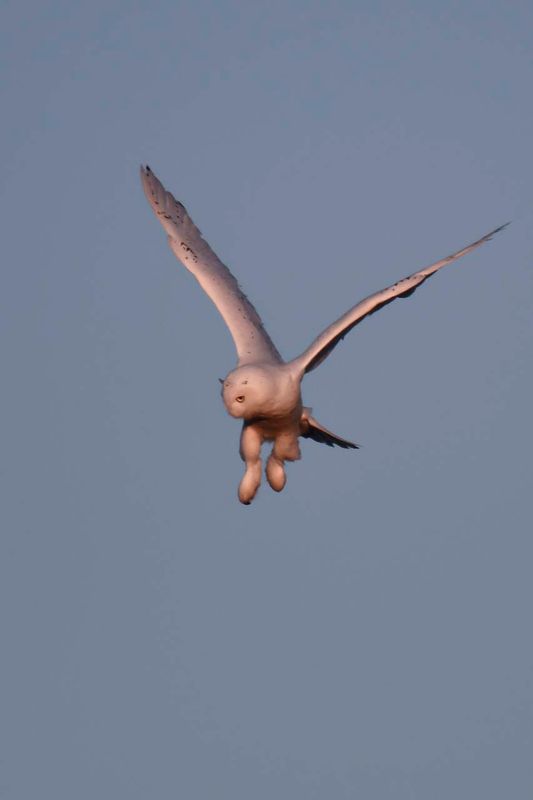Snowy Owl