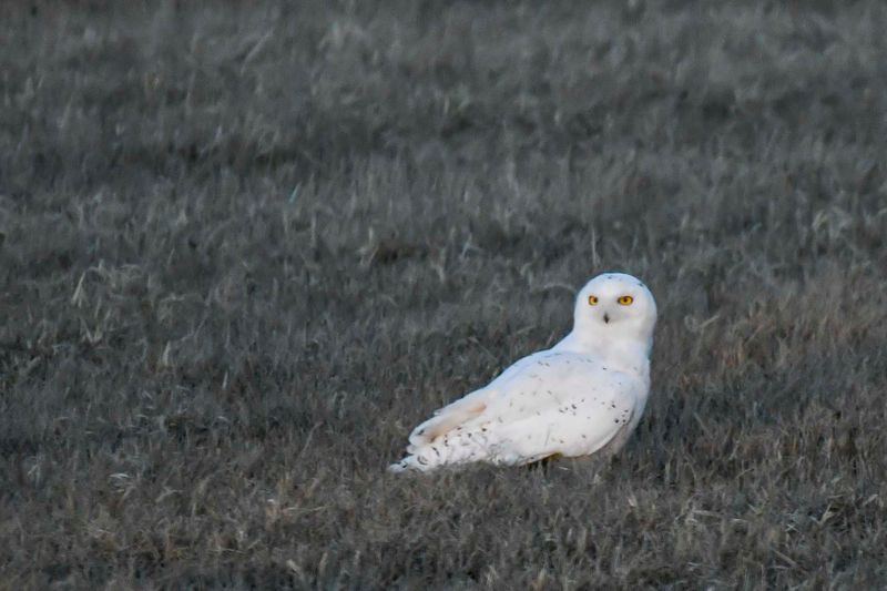 Snowy Owl