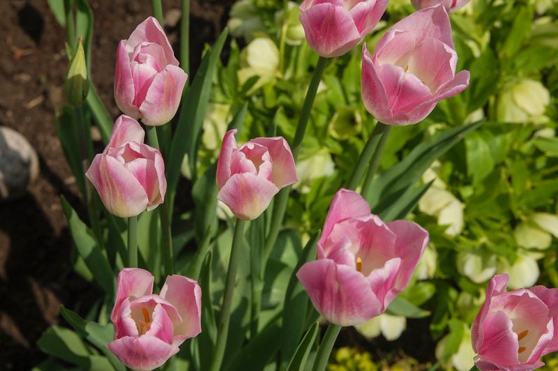 DSC_5005.jpg