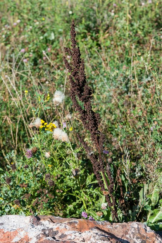 DSC_2384.jpg