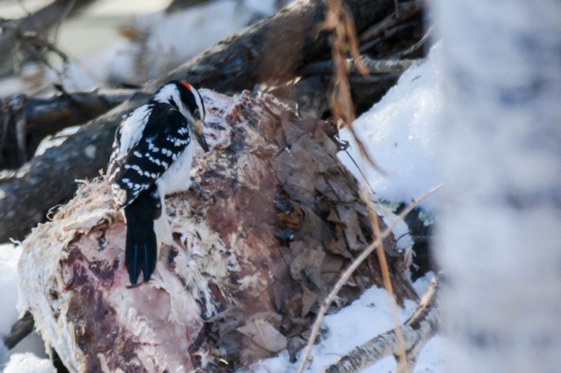 _DSC3858.jpg