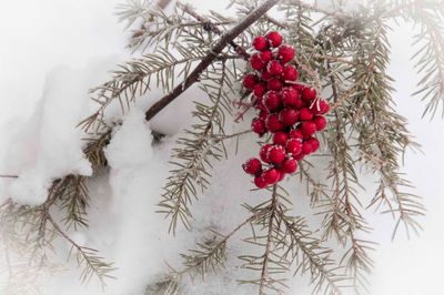 _DSC7087.jpg