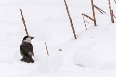 _DSC0360.jpg