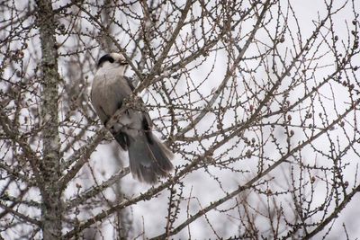 Canada jay
