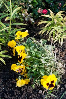 _DSC7905.jpg