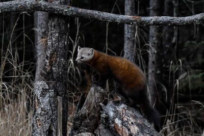 Pine Marten