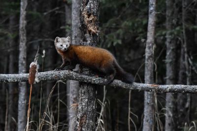 Pine Marten