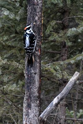 _DSC0707.jpg