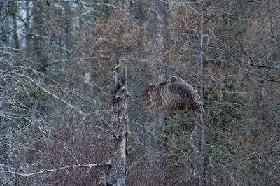 DSC_9047.jpg