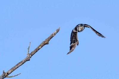 _DSC1775.jpg