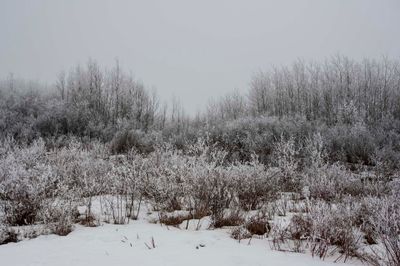 _DC79859.jpg