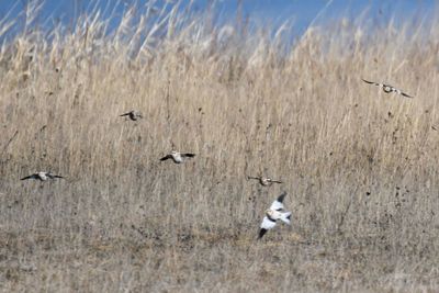 Snow Bunting