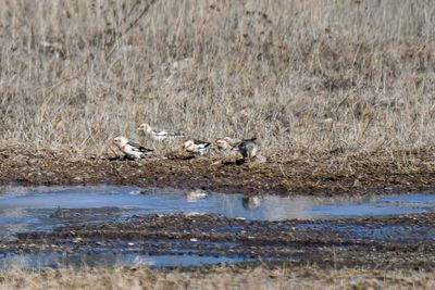 Snow Bunting